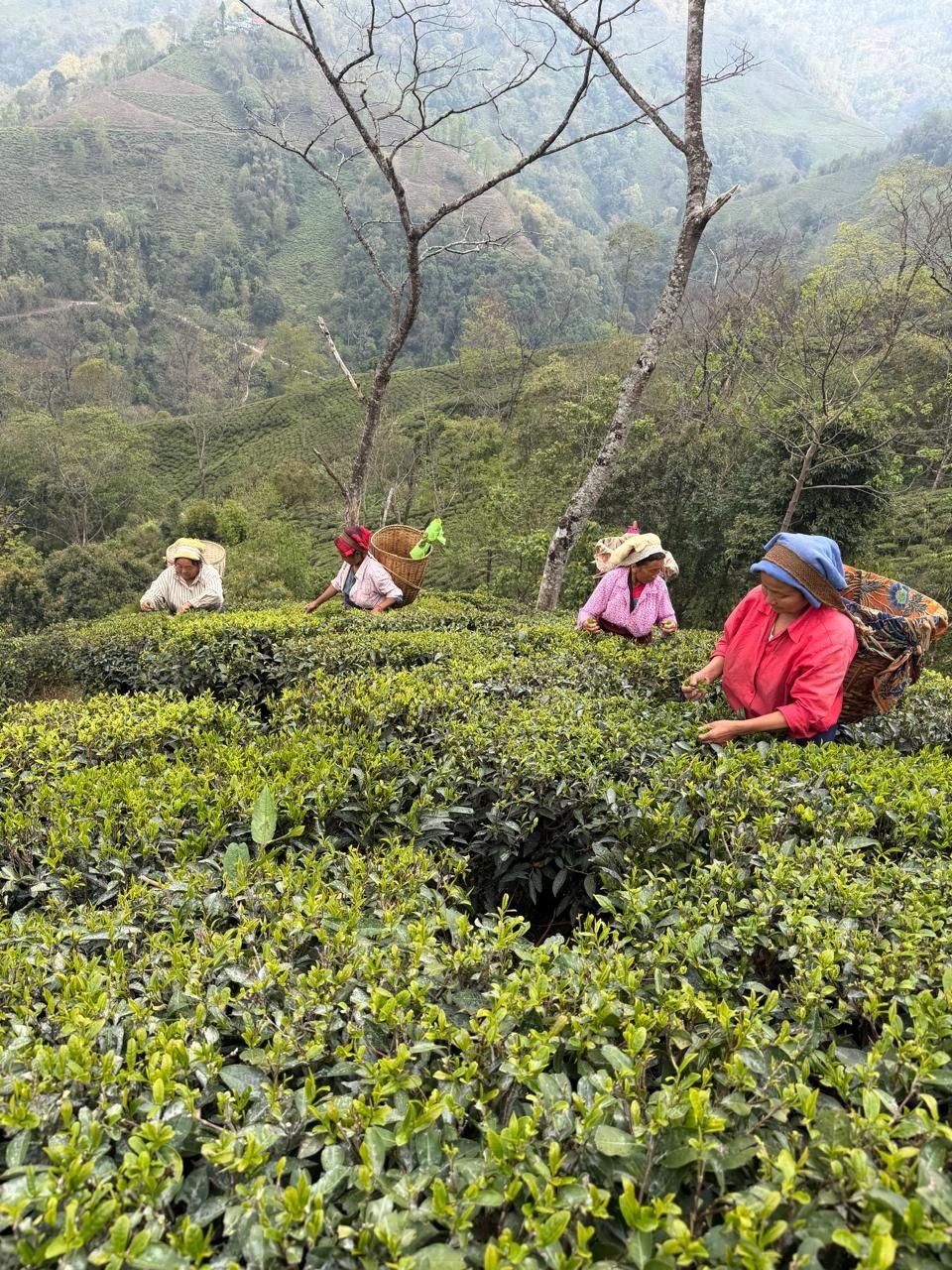 Tea estates
